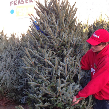 Thanksgiving Photo Diary: Picking out the family Christmas Tree #PreppyPlanner